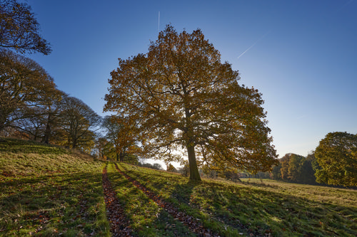 This is a landscape photograph taken in the late morning during autumn in the rural countryside of England, United Kingdom. The main subject of the image is a large backlit autumn tree, with sunlight shining through its branches and casting elongated shadows across the grassy field. The scene features several other trees displaying seasonal foliage, and the setting is part of the picturesque estate surrounding Hardwick Hall. The composition highlights the natural beauty of rural England, emphasising the interplay of light and shadow typical of autumn days.